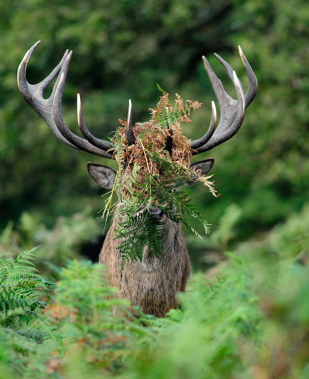 Необычный конкурс Comedy Wildlife Photography Awards 2015 Необычный конкурс Comedy Wildlife Photography Awards 2015