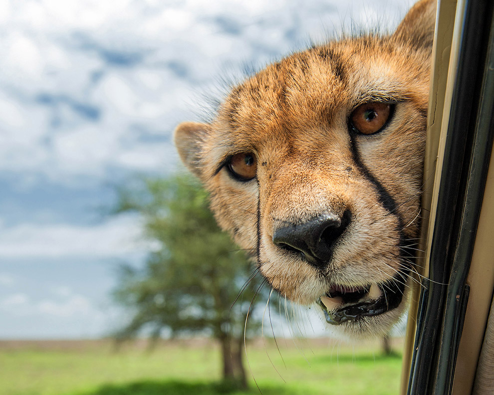 Необычный конкурс Comedy Wildlife Photography Awards 2015 Необычный конкурс Comedy Wildlife Photography Awards 2015