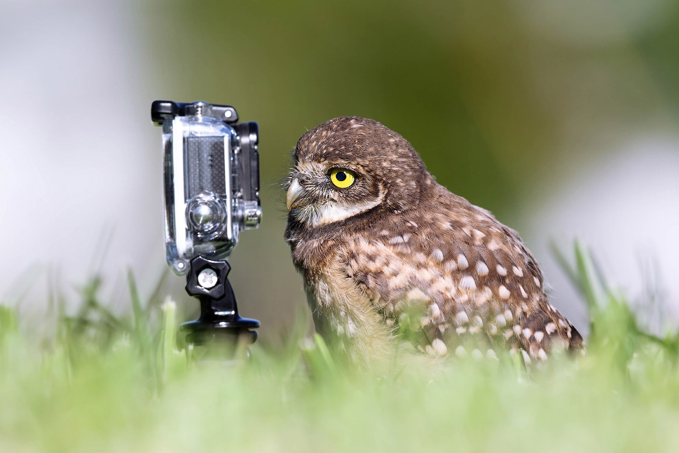 Необычный конкурс Comedy Wildlife Photography Awards 2015 Необычный конкурс Comedy Wildlife Photography Awards 2015