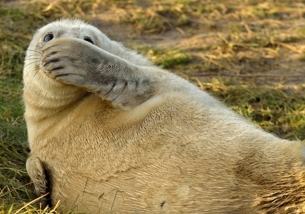 Необычный конкурс Comedy Wildlife Photography Awards 2015 Необычный конкурс Comedy Wildlife Photography Awards 2015