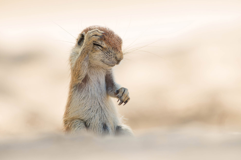 Необычный конкурс Comedy Wildlife Photography Awards 2015 Необычный конкурс Comedy Wildlife Photography Awards 2015