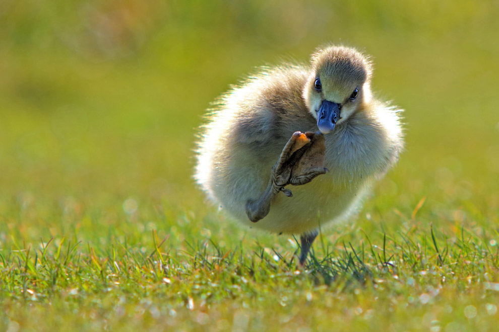 Необычный конкурс Comedy Wildlife Photography Awards 2015 Необычный конкурс Comedy Wildlife Photography Awards 2015