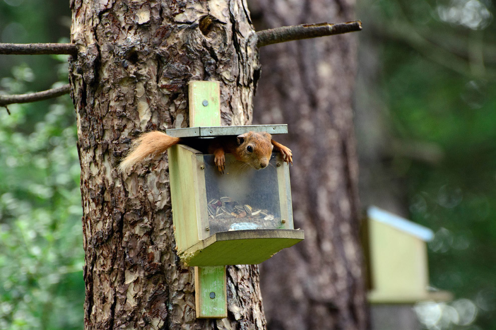 Необычный конкурс Comedy Wildlife Photography Awards 2015 Необычный конкурс Comedy Wildlife Photography Awards 2015