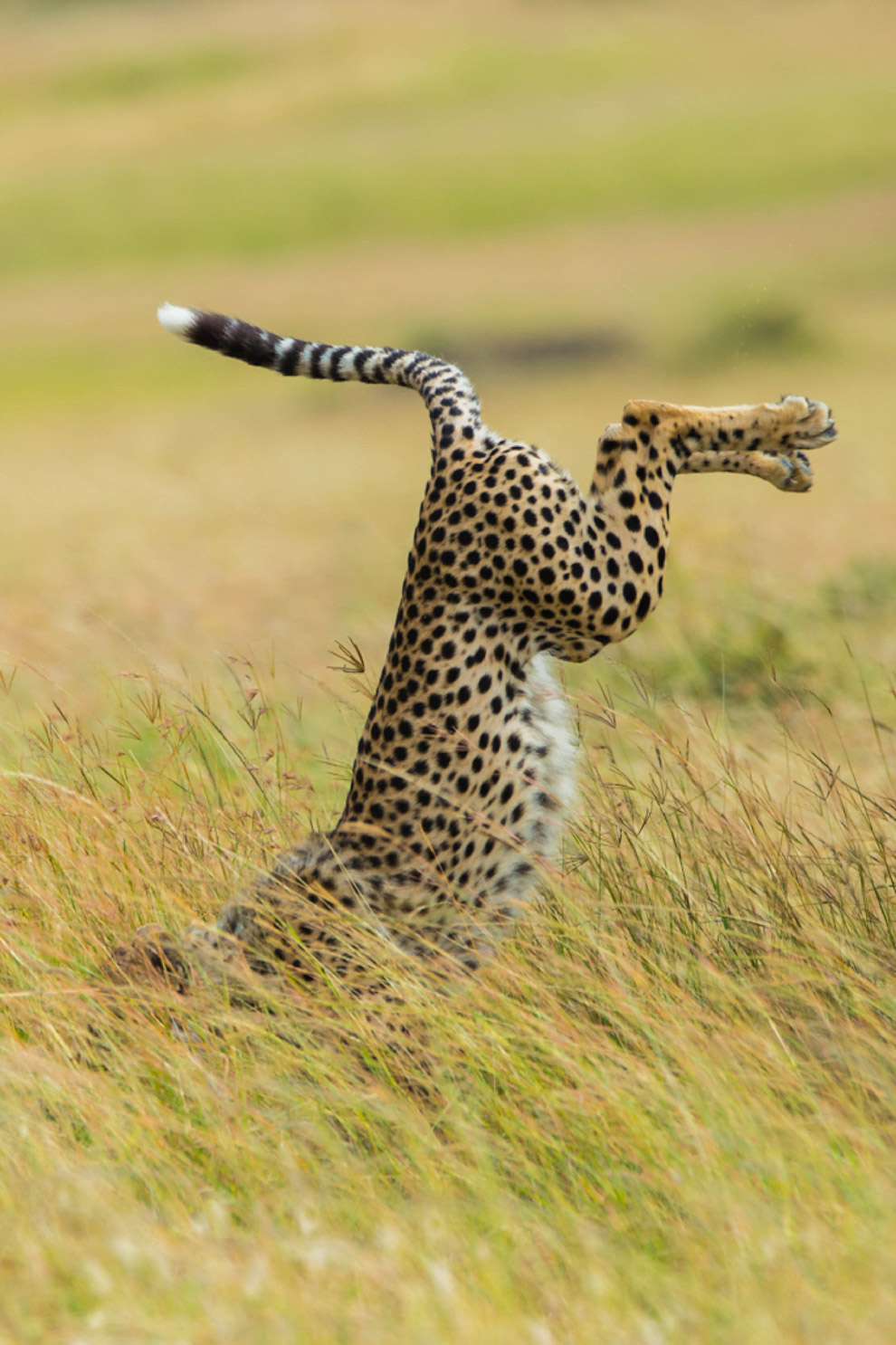 Необычный конкурс Comedy Wildlife Photography Awards 2015 Необычный конкурс Comedy Wildlife Photography Awards 2015