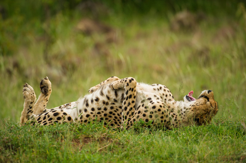 Необычный конкурс Comedy Wildlife Photography Awards 2015 Необычный конкурс Comedy Wildlife Photography Awards 2015