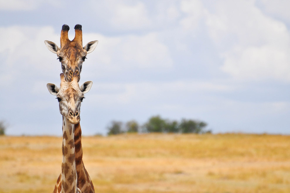 Необычный конкурс Comedy Wildlife Photography Awards 2015 Необычный конкурс Comedy Wildlife Photography Awards 2015