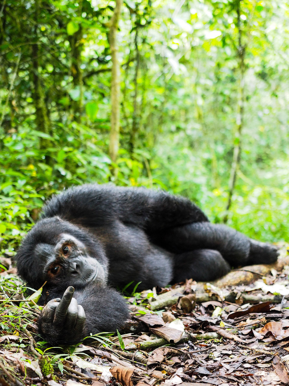 Необычный конкурс Comedy Wildlife Photography Awards 2015 Необычный конкурс Comedy Wildlife Photography Awards 2015