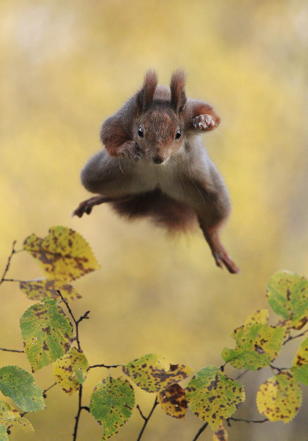 Необычный конкурс Comedy Wildlife Photography Awards 2015 Необычный конкурс Comedy Wildlife Photography Awards 2015