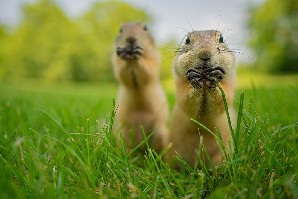 Необычный конкурс Comedy Wildlife Photography Awards 2015 Необычный конкурс Comedy Wildlife Photography Awards 2015