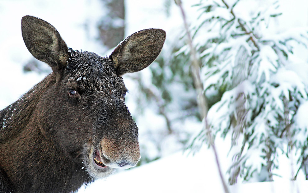 Необычный конкурс Comedy Wildlife Photography Awards 2015 Необычный конкурс Comedy Wildlife Photography Awards 2015