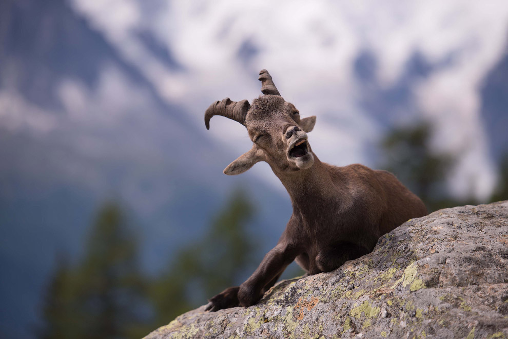 Необычный конкурс Comedy Wildlife Photography Awards 2015 Необычный конкурс Comedy Wildlife Photography Awards 2015