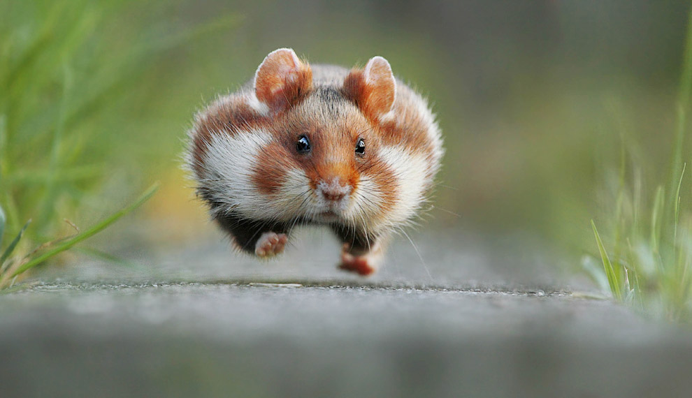 Необычный конкурс Comedy Wildlife Photography Awards 2015 Необычный конкурс Comedy Wildlife Photography Awards 2015