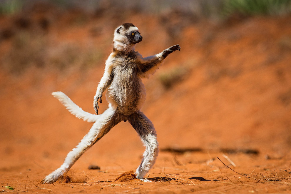Необычный конкурс Comedy Wildlife Photography Awards 2015 Необычный конкурс Comedy Wildlife Photography Awards 2015