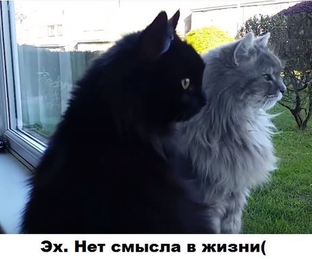 Прикольные картинки