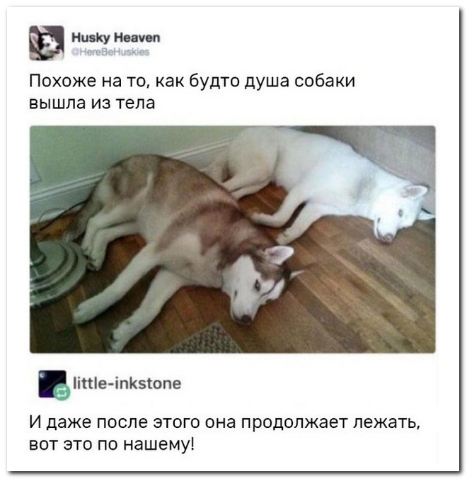 Забавные комментарии из социальных сетей
