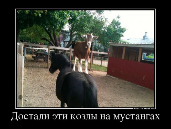 Демотиваторы