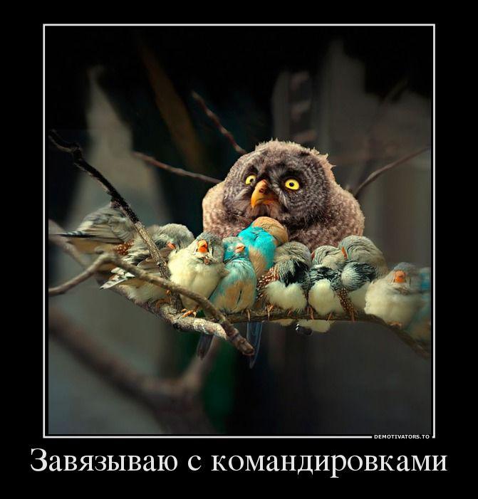 Демотиваторы