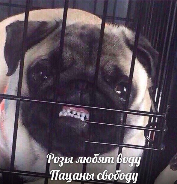 Нестандартный юмор и смешные картинки с просторов сети