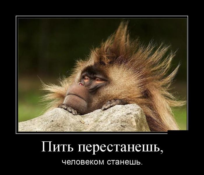 Демотиваторы