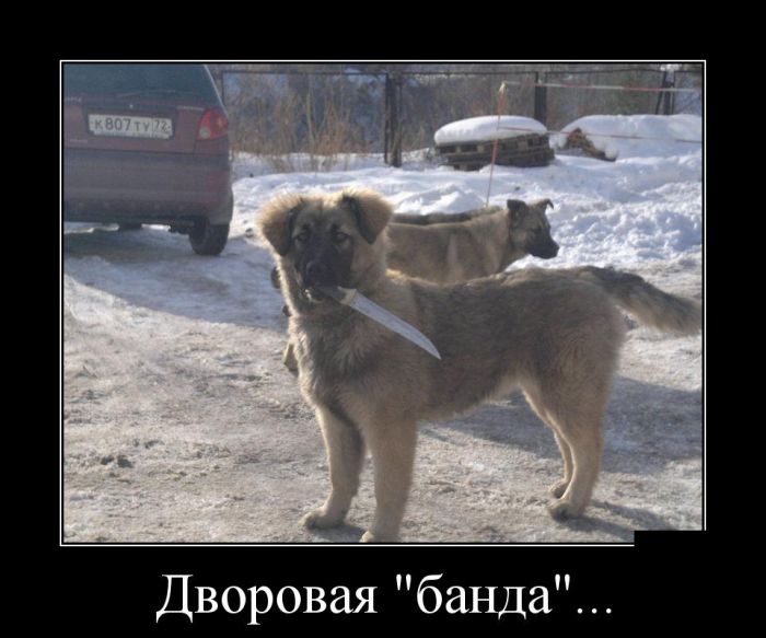 Демотиваторы