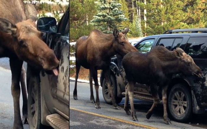 Прикольные картинки