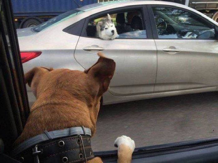 Прикольные картинки