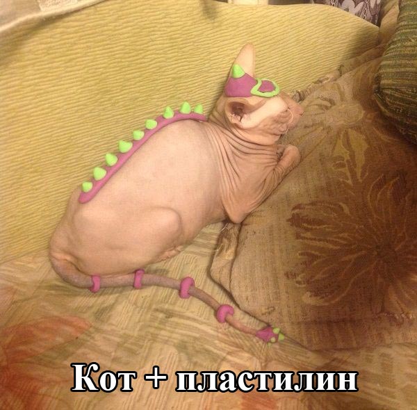 Порция картинок