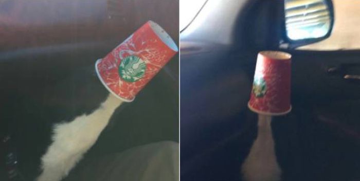 Фото, в которые нужно внимательно всматриваться