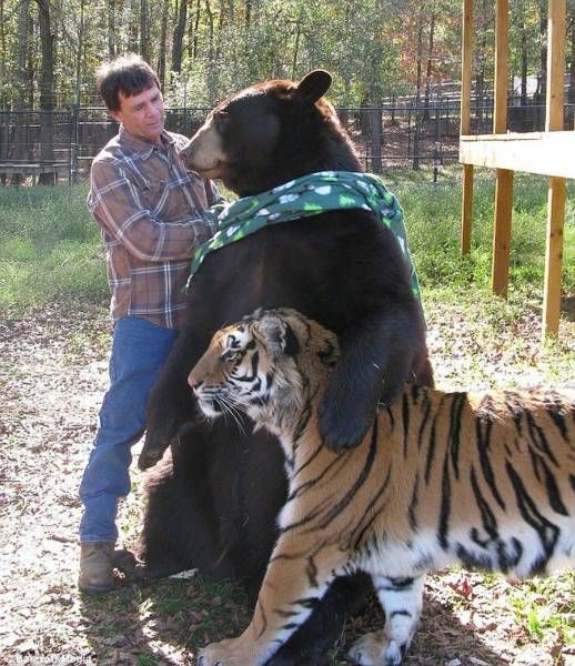 Прикольные картинки