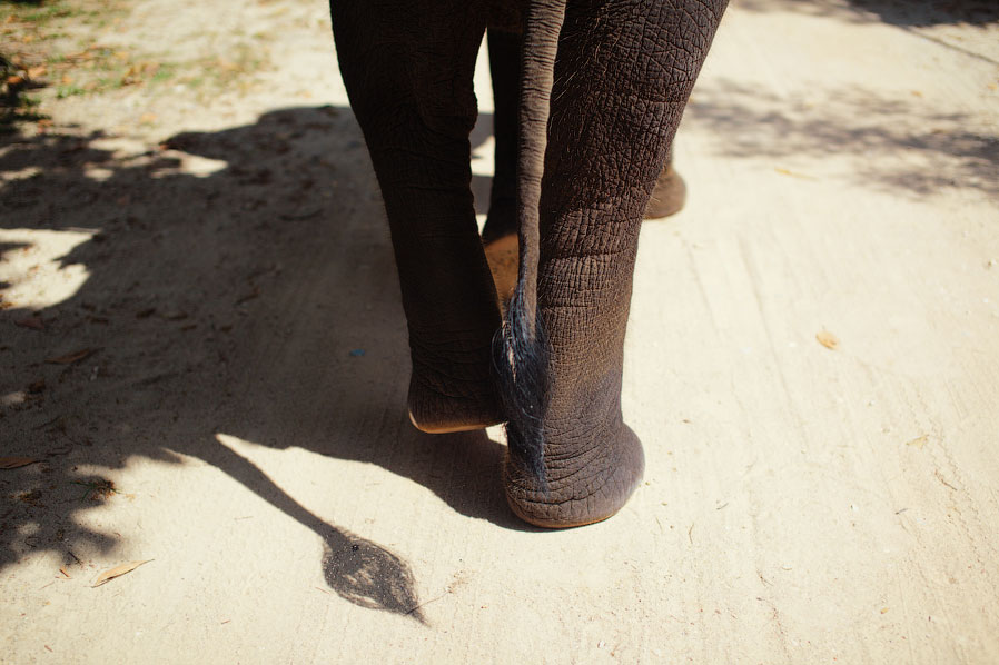 Прогулка на слонах