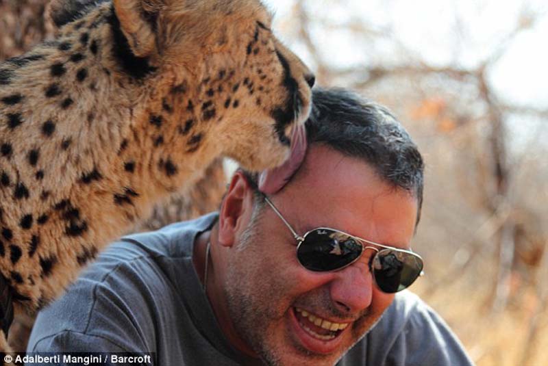 Хотели бы погулять со львом или гепардом? Тогда учитесь! Хотели бы погулять со львом или гепардом? Тогда учитесь!