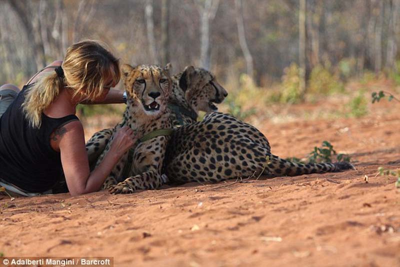 Хотели бы погулять со львом или гепардом? Тогда учитесь! Хотели бы погулять со львом или гепардом? Тогда учитесь!