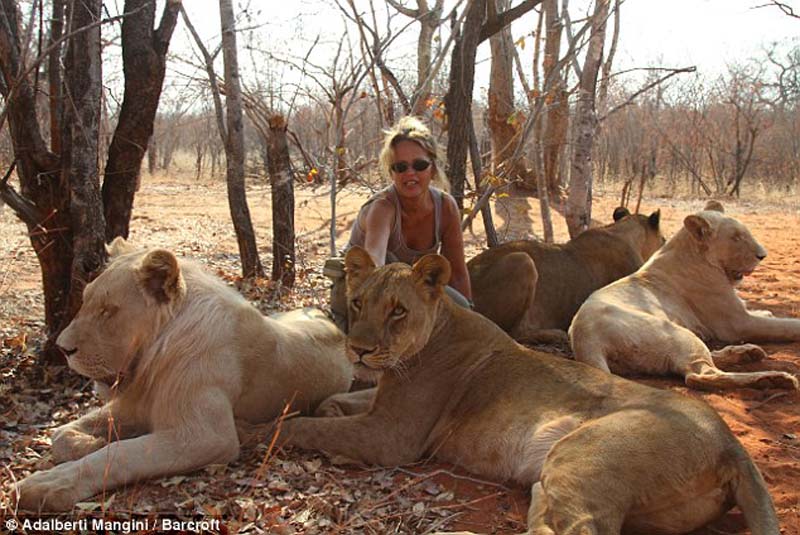 Хотели бы погулять со львом или гепардом? Тогда учитесь! Хотели бы погулять со львом или гепардом? Тогда учитесь!