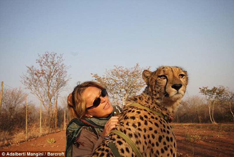 Хотели бы погулять со львом или гепардом? Тогда учитесь!