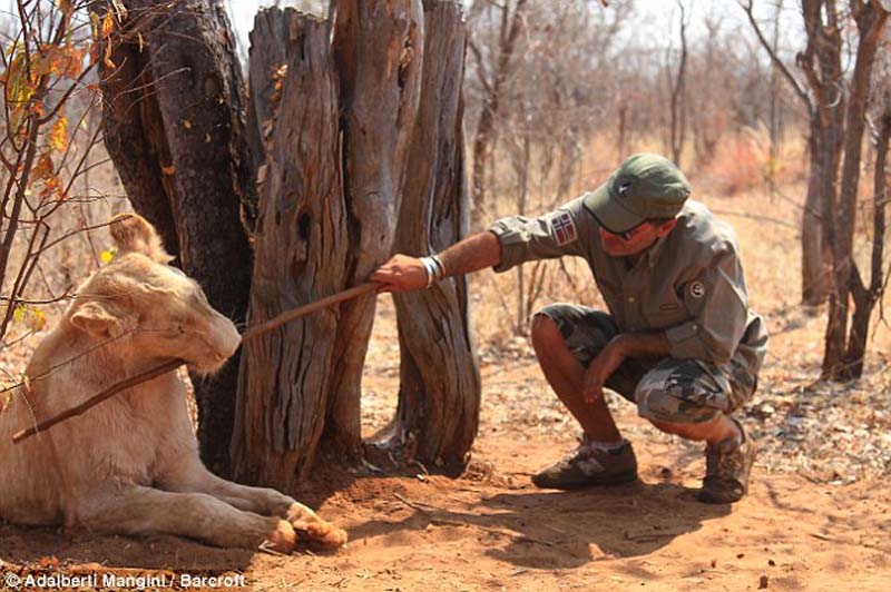 Хотели бы погулять со львом или гепардом? Тогда учитесь! Хотели бы погулять со львом или гепардом? Тогда учитесь!