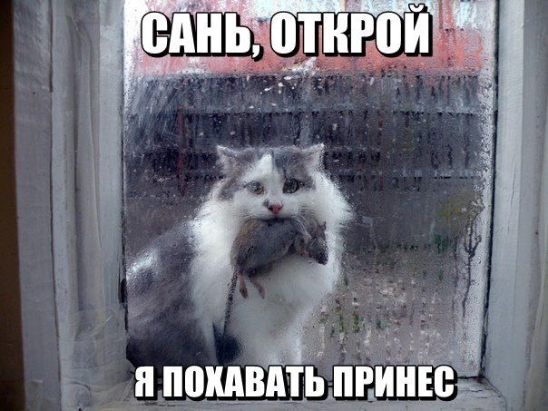 Прикольные картинки (102 фото)