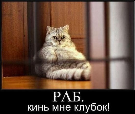 Прикольные картинки (102 фото)