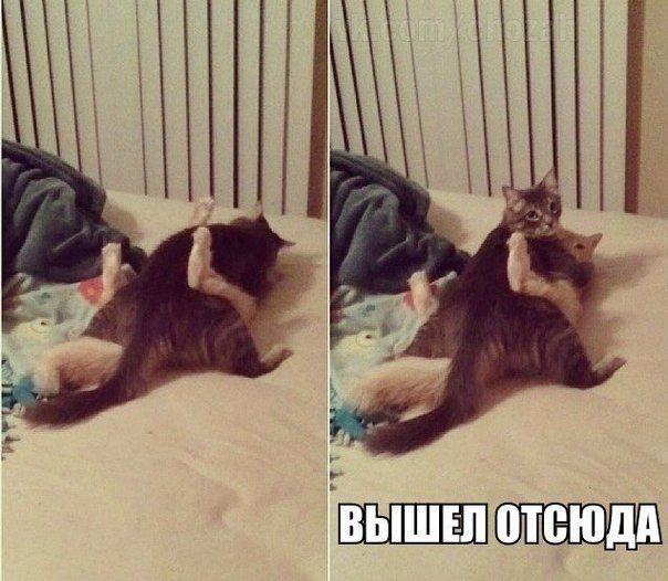 Прикольные картинки (102 фото)