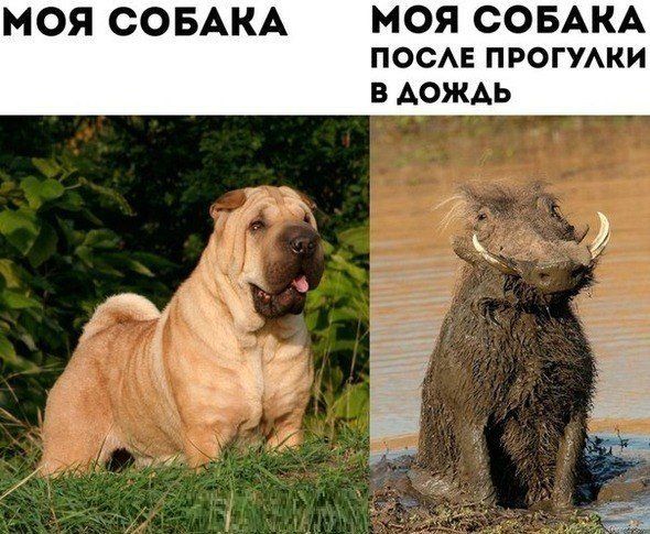 Прикольные картинки (102 фото)