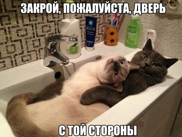 Прикольные картинки (102 фото)