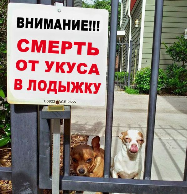 Порция картинок