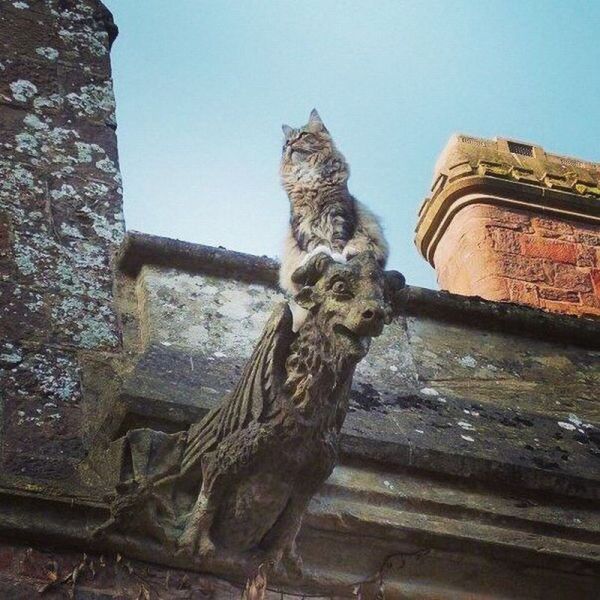 Порция картинок