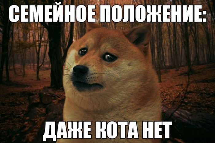 Порция картинок