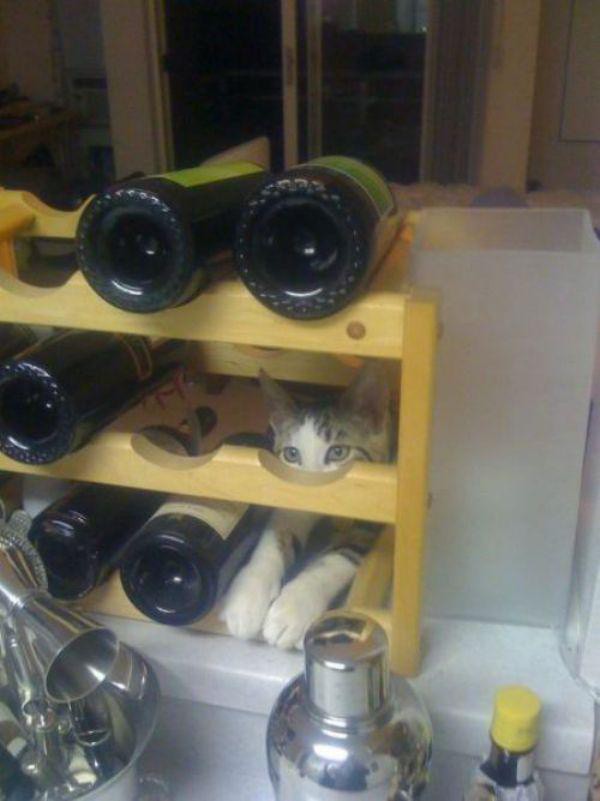 Забавные и симпатичные котики