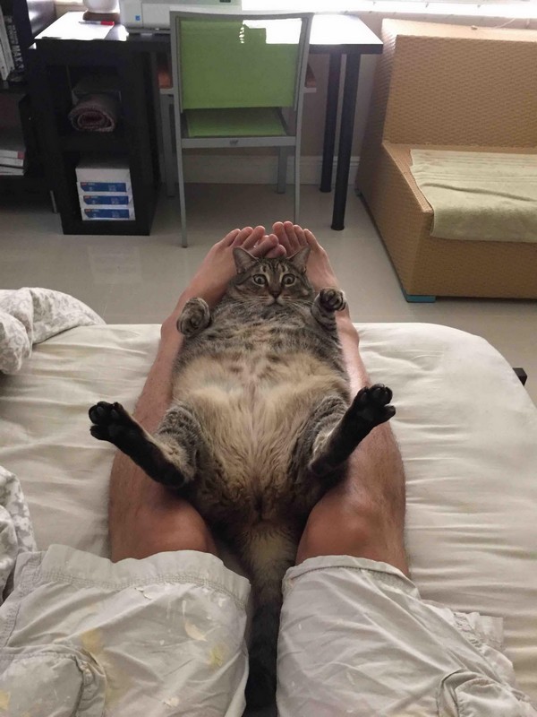 Забавные и симпатичные котики