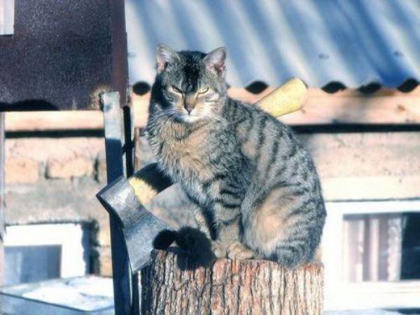 Забавные и симпатичные котики