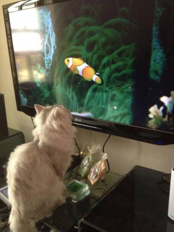 Забавные и симпатичные котики