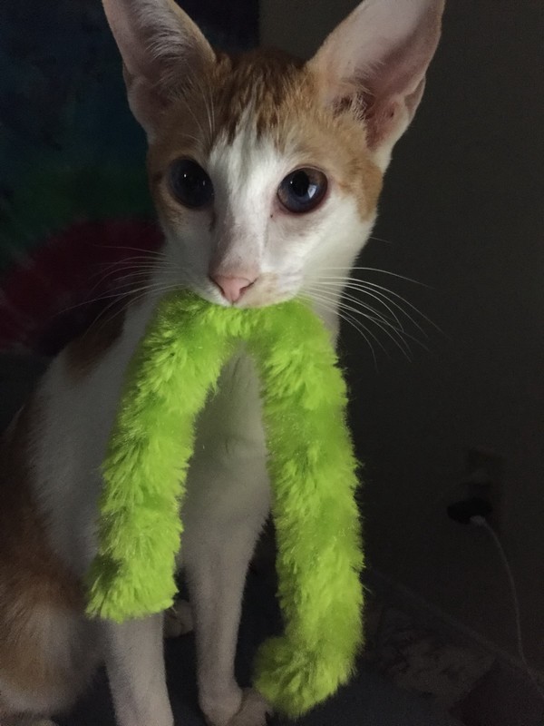Забавные и симпатичные котики
