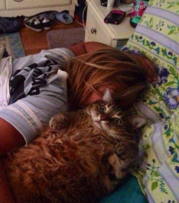 Забавные и симпатичные котики