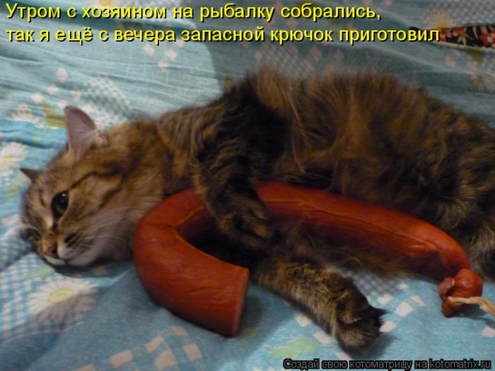 Лучшие котоматрицы недели